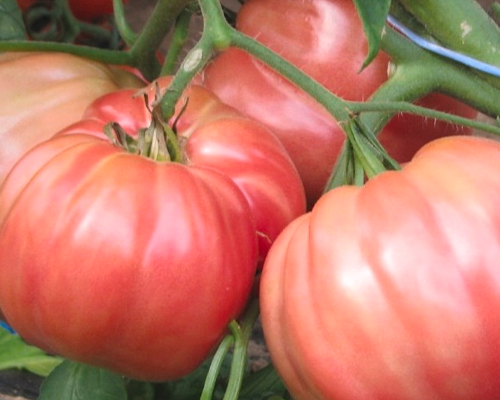 pom-bue-rosa